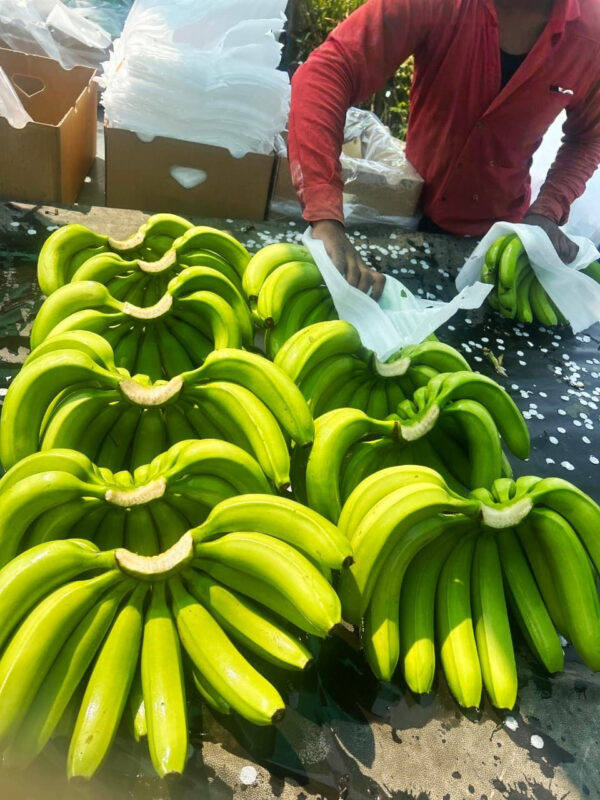 Banana G9